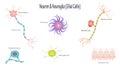 neuron and glial cells vector illustration diagram