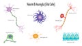 neuron and glial cells vector illustration diagram