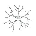 Neuron Illustration Single Nerve Cell Anatomical Structure Detailed Drawing Royalty Free Stock Photo