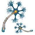 Neuron that is the main part of the nervous system.