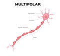 Neuron multipolar anatomy . infographic