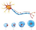 Neuron and myelin sheath coating