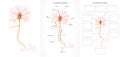 Neuron structure diagram Royalty Free Stock Photo