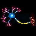 Neuron, nerve cell anatomy Royalty Free Stock Photo