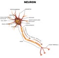 Neuron, nerve cell anatomy Royalty Free Stock Photo