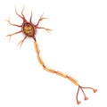 Neuron, nerve cell anatomy Royalty Free Stock Photo