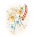 Neurons in the human nervous system Royalty Free Stock Photo