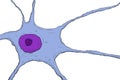 Neuron, nerve cell, illustration