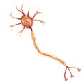 Neuron Royalty Free Stock Photo