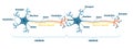Neuron network example diagram, vector illustration Royalty Free Stock Photo