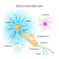 Neuron and Neuroglia. Structure of a neuron and glial cells