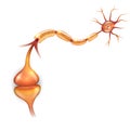 Neuron passes signal Royalty Free Stock Photo