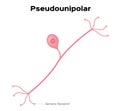 Neuron pseudounipolar anatomy . infographic