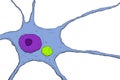 Neuron in rabies disease Royalty Free Stock Photo