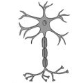 Neuron sketch in color