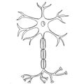 Neuron sketch