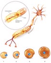 Neuron structure