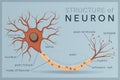 Neuron. Structure and Anatomy of a Nerve Cell. The Basic Unit of Communication in the Nervous System. Vector Illustration