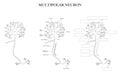 Neuron structure diagram black and white Royalty Free Stock Photo