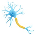 Neuron structure, nerve cell flat vector illustration Royalty Free Stock Photo