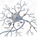 A neuron structure, showcasing key components labeled: soma, dendritic Royalty Free Stock Photo