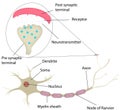 Neuron and Synapse Labeled Diagram