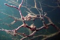 neuron tree