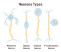 Neuron types. Unipolar, pseudo-unipolar, bipolar and multipolar neurons.