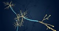 The neuron (nerve cell) is responsible for sending electrochemic