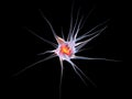 Neuronal Cell