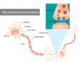 Neuronal communication. The dendrites contain receptors for neurotransmitters released by nearby neurons.