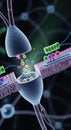 Neuronal synapse connection, chemical transmission across the gap, nerve cell communication pathway, signaling molecules Royalty Free Stock Photo