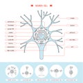 Neurone cell structure