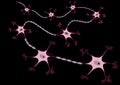 Neurons