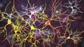 Neurons, brain cells located in Amygdala, 3D illustration