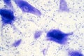 Neurons cells from the brain under the microscope view Royalty Free Stock Photo