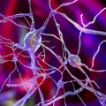 Neurons of Dorsal striatum, 3D illustration
