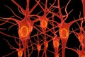 Neurons Royalty Free Stock Photo