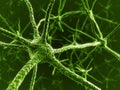 Neurons in green