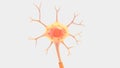 Neuron