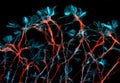 Neurons