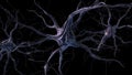 Neurons