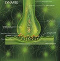 Neurons, scientific designation. Structure Synaps. Neuronal with a nerve cell. Signaling in the brain. Transimission of