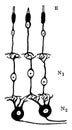 Neurons and Sensory Epithelium in the Retina vintage illustration