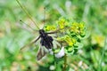 Neuroptera Ascalaphidae