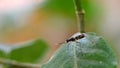 Neuroptera of net-winged insect on green leaf