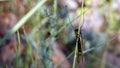 Neuroptera - yellow butterfly - very curious gaze