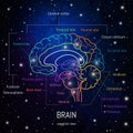 Neuroscience infographic on space background. Human brain lobes and sections illustration. Brain anatomy structure cross section.