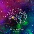 Neuroscience infographic on space background. Human brain lobes and sections illustration. Brain anatomy structure cross section. Royalty Free Stock Photo