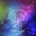 Neuroscience infographic on space background. Human brain lobes and sections illustration. Brain anatomy structure cross section. Royalty Free Stock Photo